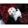 Ready NOW,,Maltese Puppies