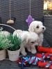 2 available purebred male and females (xxx)xxx-xxxx Maltese Puppies!