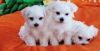 AKC Teacup Maltese Puppies for Sale