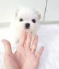 Lovely Teacup Maltese Puppies For Sale.