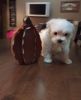 Top AKC Teacup Maltese Puppies For Sale