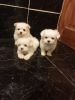 Well Trained Maltese Puppies Available