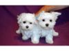charming teacup Maltese puppies