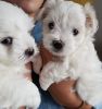 Cute male and female maltese puppies now ready