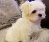 Absolutely Gorgeous Maltese Boy and Girl Available