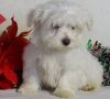 Kid Friendly Male and Female Maltese Puppies