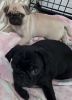New pug puppies for sale