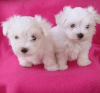 Cute Maltese Puppies for fast respond text us xxx-xxx-xxxx