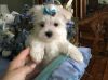 handsome little Male and Female Maltese Puppies