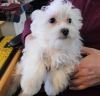 Beautiful Male and Female Maltese Puppies