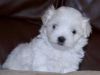 Adorable, Playful Maltese Pup