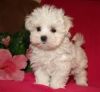 Male and female~~Maltese~~puppies for Re-Homing