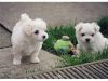 Humble and playful male and female Maltese puppies for adoption