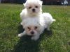 lovely cute white Maltese puppies for adoption
