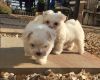 Two adorable 11 week old puppies Maltese