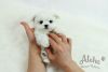 Micro Teacup Maltese Puppies For Sale - Latte