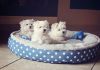 Lovely Teacup Maltese puppies. (xxx) xxx-xxx2