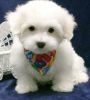 Maltese Puppies Toy and Teacup Size
