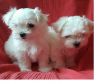 Maltese male and female puppies (xxx) xxx-xxx0