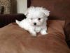 Cute Maltese Puppies for sale (xxx) xxx-xxx7