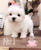 Lovely Teacup Maltese Puppies For Sale