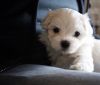 Adorable maltese puppies. 415xx758xx0471