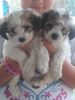 Maltalier puppies