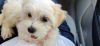 10-month maltese puppy for sale