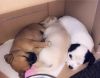 CUTE PUPPIES FOR SALE
