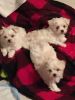 Cute small female Maltese Puppies