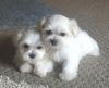 Maltese A.K.C. Puppies Males & Females afor Sale