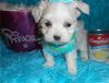 Sweet Teacup boys and girls Maltese available.