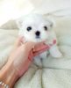 Top Healthy Micro T-cup Maltese Puppies