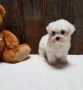 Maltese Puppies Available for Sale, AKC