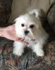 Maltese A.K.C. Puppies For Sale