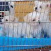 aKc Reg Korean Maltese Puppies
