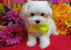 Charming and cute Maltese puppies