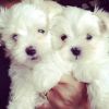 Cute Maltese Puppies for sale