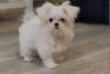 Cute Maltese Puppy for sale