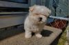 Cute Maltese Puppy for sale