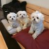 !!!!Maltese puppies very playful for sale'''!!! xxxxxxxxxxx