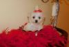 Terrific & Magnificent Maltese pups available for adoption