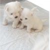 Maltese Girl And Boy For Sale