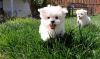 Magnificent easy going and active Maltese puppies