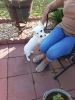 MaltiChi white male puppy, 6 Mo, 7 lbs.