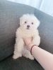 Maltese puppies for Sale
