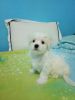 Maltese Puppies so cute for sale