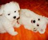 Lovely Maltese Puppies Available for re-homing Contact Now: +1(612) 56