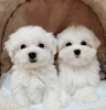 Two Friendly Maltese Puppies