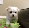 Cute Maltese puppies. Text us 610, 466 then 544 one
